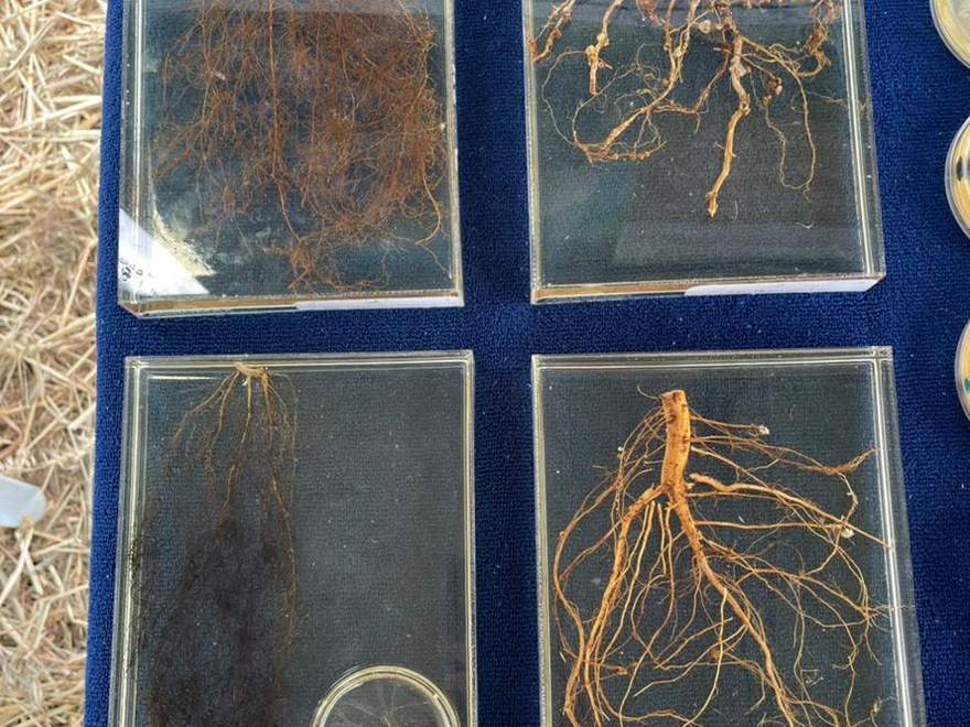 Peças em resina com raízes preservadas para demonstração