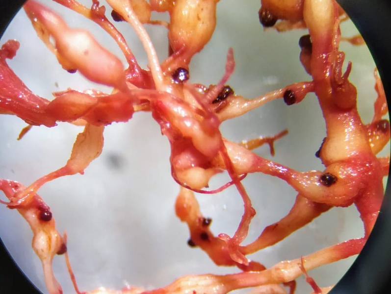 Raízes coradas em fucsina vistas na lupa, com fêmeas de nematoide visíveis